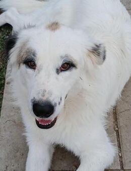 💋 Knuffiger Bo 💋 Ein Hundegoldstück - Eislingen (Fils)