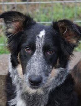 Talom, geb. ca. 03/2022, GRIECHENLAND - Markdorf