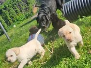 Labrador Welpen - Oberelsbach