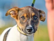 LUKAS ca. 4 mon. Beaglemixjunge - Gelnhausen