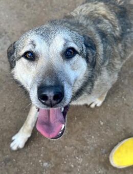 VESPOLINA - so nett und hübsch - Dänischenhagen