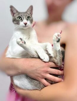 Sanfter Mili sucht ein Zuhause. - Ellerbek