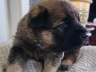 zwei süße Eurasier-Mix Welpen suchen liebevolles Zuhause - Großdubrau