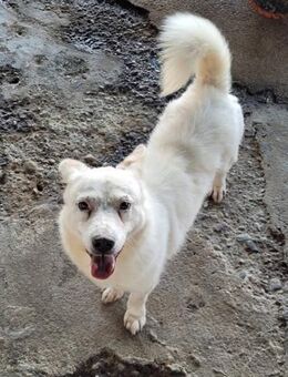 Snowy, freundlich, ruhig, sucht ein Heim - Bochum