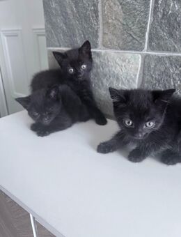 Babykatzen - Neuötting