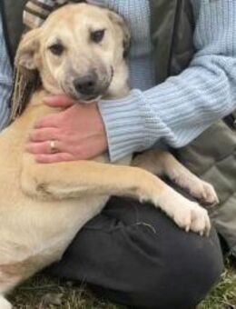 Mette-clevere und aufgeschlossene Hündin - Schlitz