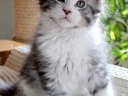 Maine Coon Kitten aus seriöser Hobbyzucht mit Stammbaum - Gotteszell