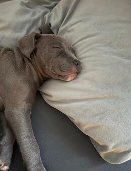 American Bully - Berlin