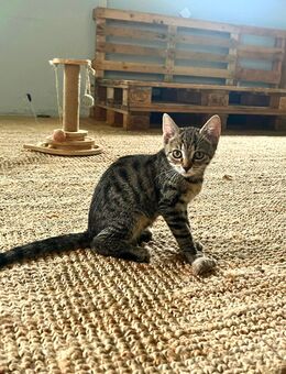 Süßes Kitten Mädchen - Erfurt