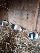 Bunte Meerschweinchen Böcke abzugeben in 09623