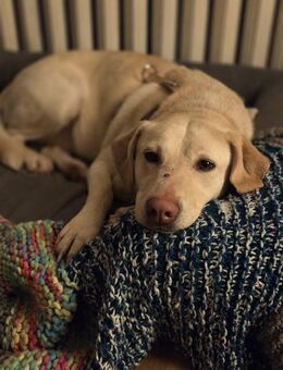 🩷Mia sucht ein liebevolles Zuhause🩷 - Mannheim