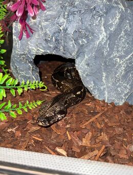 Boa Constrictor het VPI Candolfo - Grevenbroich Zentrum