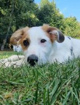 Verspielte Tonya sucht Zuhause - Idstein