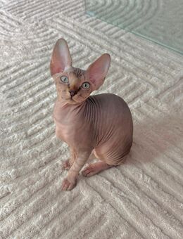 Canadian Sphynx kitten mit Stammbaum - Ulm