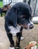 Dobermann Welpen in 39624