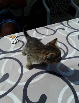 Perser kitten mix zu verkaufen - Bad Kreuznach