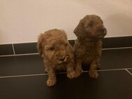 Süße Maltipoo Welpen - Goldbeck