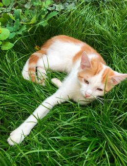 Katzen kitten suchen…. - Trier