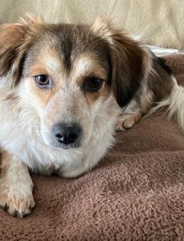 Mocca - freundlich, verspielt - in DE - Westerholt