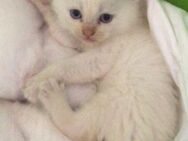 Perser babykatze - Dorfen