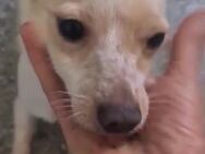 Kleine Chihuahua Hündin sucht ein Zuhaus - Ennepetal (Stadt der Kluterhöhle)