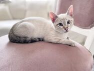 Siam Seal Tabby Kitten - Marl (Nordrhein-Westfalen)