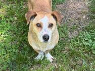 Die kleine Asha sucht ihr Zuhause - Tagmersheim