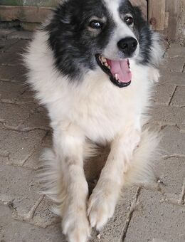 Mister Oreo, traumhaft lieber Schatz - Hünfelden