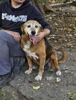Dem Menschen SEHR zugewandt = HONEY♥️ - München