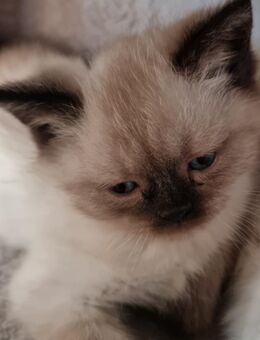 BKH Mix Babykatzen - Lahr (Schwarzwald)