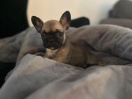 Unsere Knutschkugeln sind da! ❤️🐾 - Dortmund Sommerberg