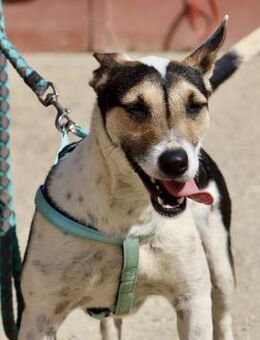 Paquito, neugierig, offen, freundlich - Westerholt