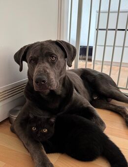 Schäferhund Labrador mischling - Minden (Nordrhein-Westfalen)