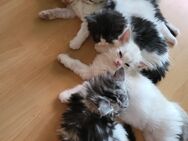 Main Coon Kitten Kater abzugeben - Chemnitz