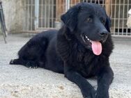 KARLCHEN🩵Waisenkind sucht Familie! - Hamburg