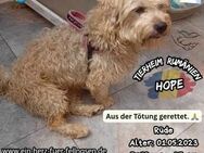 HOPE - das Leben ist schön - Waakirchen