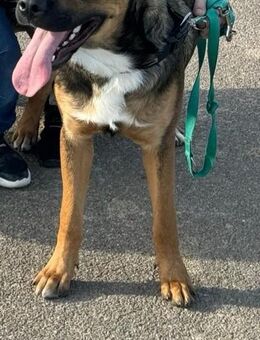Rottweiler Labrador Mischling - Schieder-Schwalenberg