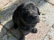 Presa Canario mix Welpen - Zossen