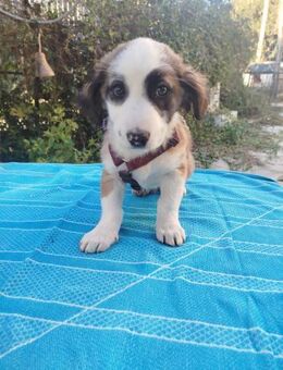 Apollo - verspielt und freundlich - Heppenheim (Bergstraße)