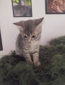 BKH Kitten in gute Hände abzugeben - Moers