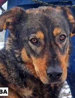 Rüde Simba sucht liebe Menschen - Neuhausen (Fildern)