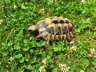 Griechische Landschildkröte aus Nachzucht 2022 mit Cites - Viereth-Trunstadt
