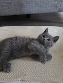 BKH Kitten, britisch kurzhaar Kitten, männlich, Farbe Blue in 06567
