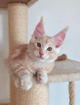 Maine Coon Kätzchen Reinrassige - München