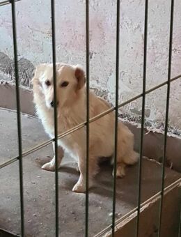 Bella, eine hübsche Hündin - Köln