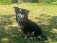 Josie in 86156