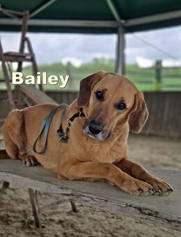 großer Bailey sucht noch seine Menschen - Margetshöchheim
