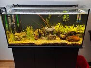 Aquarium 200 Liter zum Verkauf - Bad Saulgau Zentrum