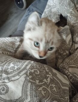 Sehr seltene Rasse , American Curl , mit blauen Augen !!! Nur noch ein Mädchen da !!! - Gladbeck