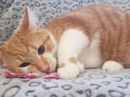 Garfield - Schönheit sucht Familie - München